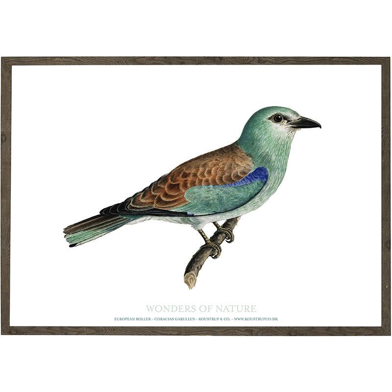 Blauracke - KUNSTDRUCK - GRÖSSE WÄHLEN