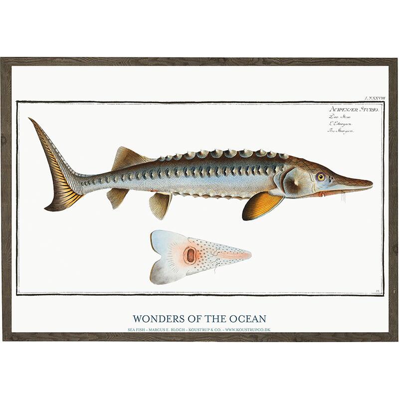 Acipenser Sturio - KUNSTDRUCK - GRÖSSE WÄHLEN