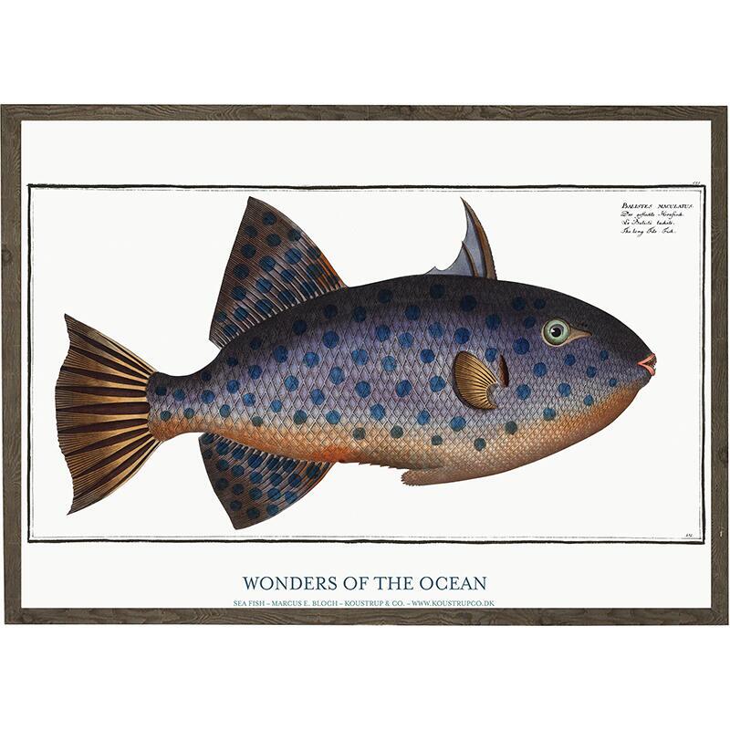 Balistes maculatus - KUNSTDRUCK - GRÖSSE WÄHLEN