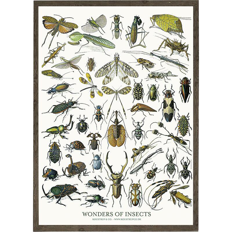 Insects - KUNSTDRUCK - GRÖSSE WÄHLEN