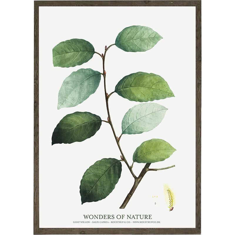 Goat willow - KUNSTDRUCK - GRÖSSE WÄHLEN