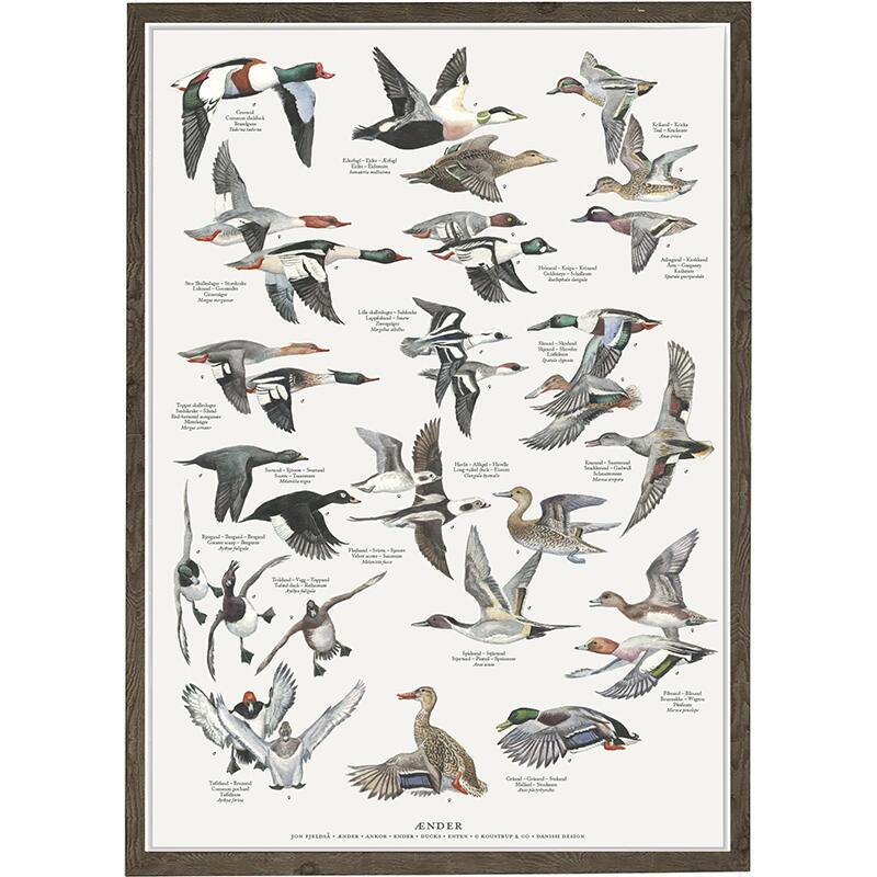 Duck Birds - Poster A2