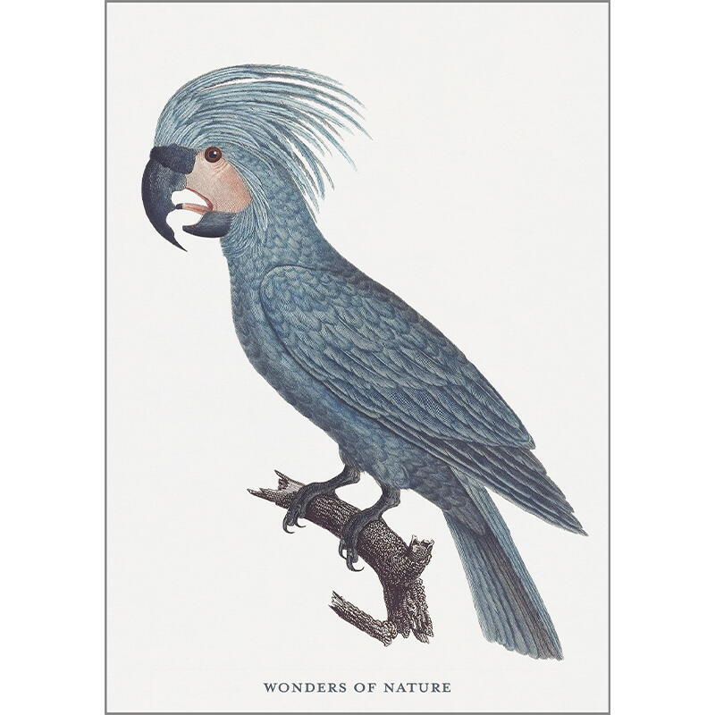 Parrot - Single cards A5