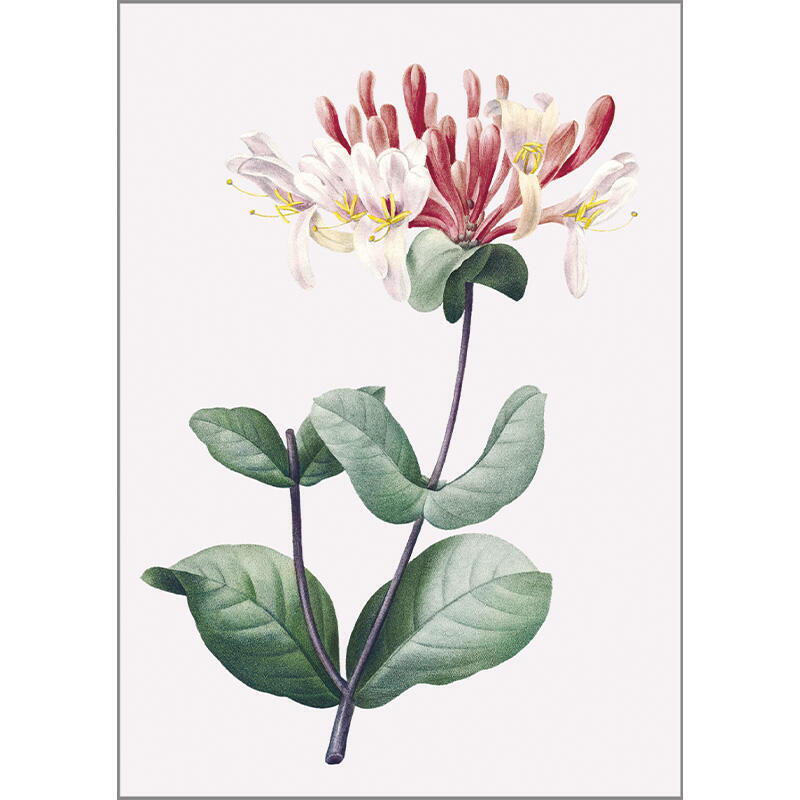Honeysuckle - Single cards A5