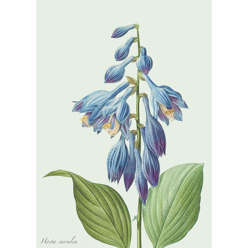 Hosta