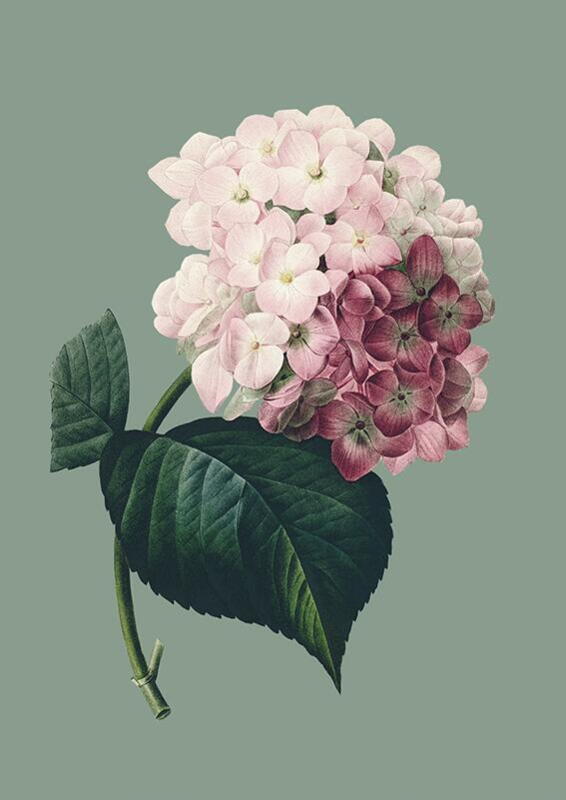 Hortensia