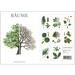 BÄUME - 8 kort (tysk) - UDSOLGT