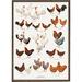 PRINT A4 - CHICKEN BREEDS (ØKOHØNS)