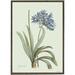 Agapanthus