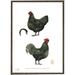Australorps - POULET - IMPRIMÉ ART - CHOISISSEZ LA TAILLE