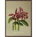Cattleya Maxima - ART PRINT - CHOISISSEZ LA TAILLE