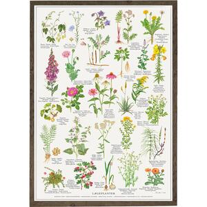 LÆGEPLANTER - Plakat A2
