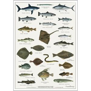 Meeresfische - PLAKATE A2 (tysk)