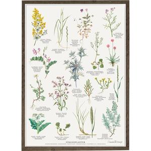 STRANDPLANTER - Plakat A2