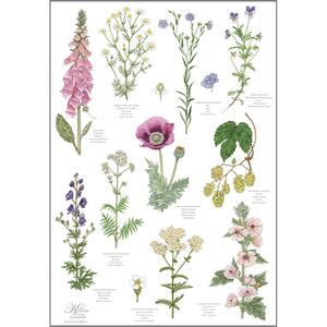 ØKOLOGISK VISKESTYKKE - Klosterhaven