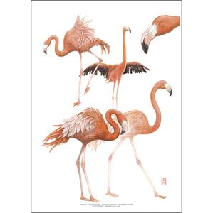 KUNSTTRYK A3 - ZOO Flamingo
