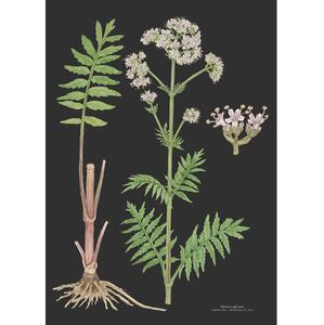 KUNSTTRYK A3 - Baldrian