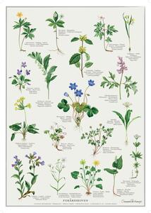 TRYK A4 - Forårsskoven