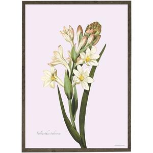 Tuberose - KUNSTPRINT - VÆLG STØRRELSE