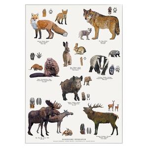AFFISCH A4 - Nordiska djurspår