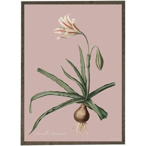 Amaryllis Broussonnetii rosa - KUNSTPRINT - VÆLG STØRRELSE