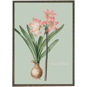 Amaryllis Belladonna - KUNSTPRINT - VÆLG STØRRELSE