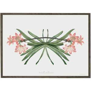 Amaryllis sommerfugl - KUNSTPRINT - VÆLG STØRRELSE