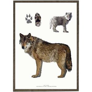Ulv - KUNSTPRINT - VÆLG STØRRELSE
