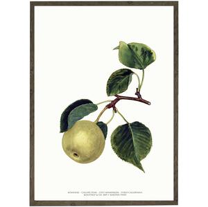 Kinapære - KUNSTPRINT - VÆLG STØRRELSE