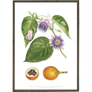 Sød grenadil - KUNSTPRINT - VÆLG STØRRELSE