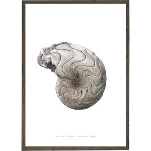 Nautilus - KUNSTPRINT - VÆLG STØRRELSE
