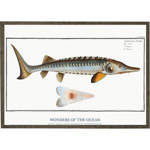 Acipenser Sturio - KUNSTPRINT - VÆLG STØRRELSE