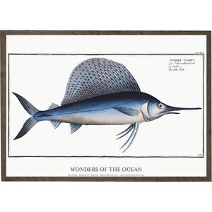 Scomber gladius - KUNSTPRINT - VÆLG STØRRELSE