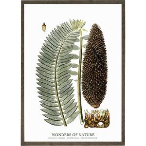Sago palm - KUNSTPRINT - VÆLG STØRRELSE