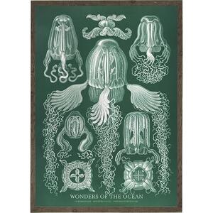 Cubomedusae - KUNSTPRINT - VÆLG STØRRELSE