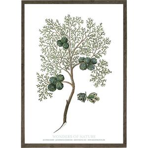 Junipeer berry - KUNSTPRINT - VÆLG STØRRELSE