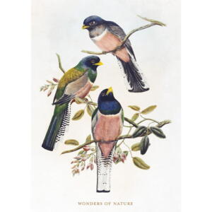 Fugle - A5 enkeltkort