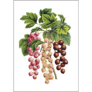 Ribs - A5 enkeltkort