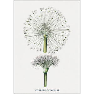 Taraxacum - A5 enkeltkort