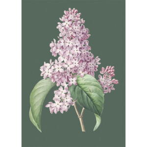 Syren - A5 enkeltkort